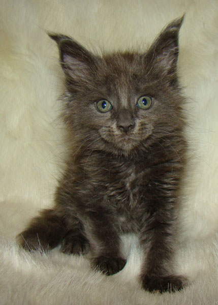     Catsvill County!   !    !       !!!    Catsvill County +7-926-544-74-09     .   ,   ,   ,    ,   ,  ,     ,   -,    ,   !